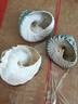 天然海螺小綠塔螺貝殼寄居蟹替換卷貝魚(yú)魚(yú)缸裝飾造景手工擺件diy 小綠塔2-4cm【3個(gè)裝】 實(shí)際發(fā)貨數量以規格為準 曬單實(shí)拍圖