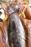 傾海之宴 精選墨魚(yú)干 S3 200g 淡曬目魚(yú)干烏賊干 海鮮特產(chǎn)海產(chǎn)品干貨 曬單實(shí)拍圖