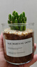 多肉植物仙人掌盆栽室內肉肉仙人球小盆栽開(kāi)花可愛(ài)桌面綠植 萬(wàn)重山+玻璃盆+黃金砂+營(yíng)養土 含盆 曬單實(shí)拍圖