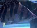 海豚龍魚(yú)飼料專(zhuān)用魚(yú)食 金龍魚(yú)飼料紅龍魚(yú)糧  高營(yíng)養海豚龍魚(yú)配合飼料 500g龍魚(yú)專(zhuān)用飼料（大粒) 曬單實(shí)拍圖