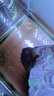 備能魚(yú)缸凈水劑長(cháng)效高分子聚合物凈水片魚(yú)缸清潔除垢劑水質(zhì)凈化澄清劑 曬單實(shí)拍圖