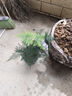 開(kāi)時(shí)果 文竹盆栽桌面擺件盆景 辦公室植物竹子水培綠植盆景源頭直發(fā)包郵 【熱銷(xiāo)款】舍得紫砂盆+苔蘚+底座 曬單實(shí)拍圖