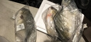 北海灣 新鮮海捕金鯧魚(yú) 大鯧魚(yú)海鮮平魚(yú)冷凍扁魚(yú)冰鮮大鯧魚(yú)海魚(yú)銀魚(yú)魚(yú)類(lèi) 【凈重600-800克/條】 共4條 曬單實(shí)拍圖