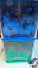 萬(wàn)益藍WonderLab 早B晚S組合30瓶+30瓶 B420益生菌S100益生元棕色脂肪 曬單實(shí)拍圖