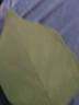 首力樹(shù)葉便利貼創(chuàng  )意葉子便簽紙條外賣(mài)可愛(ài)ins便條貼diy留言本標簽貼紙 【超值裝】樹(shù)葉便利貼-250張/5本 曬單實(shí)拍圖