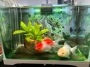 小鳳仙綁好魚(yú)鉤子線(xiàn)雙鉤魚(yú)線(xiàn)伊豆魚(yú)鉤子線(xiàn)12付裝魚(yú)鉤套裝 曬單實(shí)拍圖
