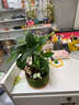 聽(tīng)雪樓發(fā)財樹(shù)盆栽綠植花卉辦公室室內面好養盆景旺宅創(chuàng  )意禮物擺件 成品發(fā)貨【陪你去旅行】常規發(fā)財樹(shù) 贈小噴霧瓶 帶盆栽好 曬單實(shí)拍圖