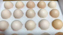1號會(huì )員店One's Member葉黃素可生食標準鮮雞蛋 20枚 單枚55g 源頭直發(fā) 曬單實(shí)拍圖