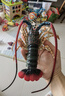 瑪奇樂（MECHILE）仿真海洋生物玩具鯊魚海豚?？Ｐ呛ｑR水母皮皮蝦面包蟹動(dòng)物模型 龍蝦 曬單實(shí)拍圖