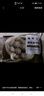 大希地潮汕牛肉丸250g*4 火鍋食材關(guān)東煮丸子燒烤空氣炸鍋麻辣燙 曬單實(shí)拍圖