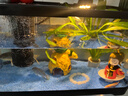 闊庭（KUOTING）魚(yú)缸一體缸自循環(huán)免換水魚(yú)缸家用小型桌面魚(yú)缸生態(tài)魚(yú)缸小魚(yú)缸黑色 曬單實(shí)拍圖
