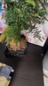 佰花錦文竹桌面盆栽新中式綠植辦公室客廳盆景茶臺臥室好養綠植花卉植物 【送方底座】文竹+pvc舍得盆+黑沙石鋪面 20-30cm 曬單實(shí)拍圖