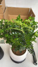 正宗清香胡椒木盆栽花卉室內外驅蚊草植物樹(shù)苗老樁盆景九里香綠植 【6年大苗】白福瓷盆+底托 曬單實(shí)拍圖