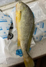 鴻順【冰鮮】黃花魚(yú)4條4斤 生鮮魚(yú)類(lèi) 寧德大黃魚(yú) 地標產(chǎn)品 源頭直發(fā) 曬單實(shí)拍圖