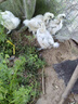 二斤重純種黑蘆花雞活苗正宗半大汶上蘆花雞苗脫溫土雞苗小雞活苗 4-5兩重黑蘆花 10只【2公8母】 曬單實(shí)拍圖
