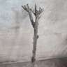 西府海棠樹(shù)苗庭院耐寒植物室外地栽四季開(kāi)花北美垂絲海棠盆栽花卉 【西府海棠】3公分粗 高1.3米左右 不含盆 曬單實(shí)拍圖