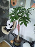 臨雅30天包活發(fā)財樹(shù)大盆栽室內綠植客廳大型步步高招財樹(shù)植物喬遷開(kāi)業(yè) 發(fā)財樹(shù)1.2-1.3米（福字盆）送土+彩帶+肥 曬單實(shí)拍圖