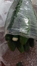 山東密刺小條黃瓜新鮮蔬菜新鮮采摘生吃生鮮單根≥200g 刺黃瓜 5斤 凈重 曬單實(shí)拍圖