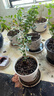 臨雅水培植物九里香盆栽桌面驅蚊綠植室內茉莉鮮花水養花卉懶人四季開(kāi) 【A級大冠幅】南天竹90-100cm*1枝 曬單實(shí)拍圖