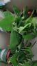 雙盟綠蘿盆栽除甲醛花卉綠植辦公室新房?jī)艋諝?120款10盆源頭直發(fā) 曬單實(shí)拍圖