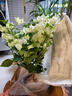 三角梅盆栽帶花劍樹(shù)苗室內陽(yáng)臺重瓣飄枝垂絲老樁四季開(kāi)花爬藤花卉 【帶花發(fā)貨 收到即賞】綠櫻老樁大苗 45-50cm左右（原盆帶土發(fā)貨） 曬單實(shí)拍圖