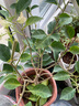 三思京東集采JC系列全光譜植物燈補光燈仿太陽(yáng)光植物生長(cháng)盆夾燈-5W 曬單實(shí)拍圖