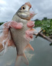 達億瓦（DAIWA）蝴蝶竿限量款微物路亞竿鱒魚(yú)溪流馬口竿短節便攜式魚(yú)竿十大品牌 1.65m  LTD AGS限量款【55M-SMT】直柄2節 曬單實(shí)拍圖