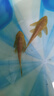 清潔魚(yú)清道魚(yú)夫清潔魚(yú)缸工具魚(yú)豹紋清道魚(yú)清道魚(yú)魚(yú)道夫女王大帆 黃夫10-12厘米2條 曬單實(shí)拍圖
