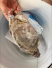 舟山梭子蟹鮮活特大野生大螃蟹新鮮冷凍海鮮水產(chǎn)海蟹飛蟹白蟹順豐 5-7兩/只【4斤 個(gè)大肉多】 曬單實(shí)拍圖