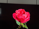 索尼（SONY）K-75XR51Z  索尼電視5系 75英寸 XR50系列 64G版 2025新品 MiniLED XR芯片 一級(jí)能效 國家補(bǔ)貼 曬單實(shí)拍圖