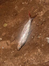YGKX日本進(jìn)口原絲碳線(xiàn)前導線(xiàn)超柔軟不打卷路亞魚(yú)線(xiàn)碳氟線(xiàn)尼龍線(xiàn)子線(xiàn) 100米【東麗原絲】透明 3.0號 曬單實(shí)拍圖