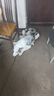 亞禾大號磨牙棒狗零食中大型犬金毛邊牧惡霸犬潔齒耐咬骨棒100g*10支 曬單實(shí)拍圖