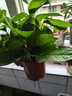 特價(jià)綠蘿盆栽室內客廳辦公室吸甲醛凈化空氣水培植物綠植花卉好養 【1盆】綠蘿+早安吸水盆 整體含盆高度20-25cm 曬單實(shí)拍圖