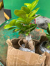 金錢(qián)榕樹(shù)盆景老樁小葉榕苗木造型盆栽人參榕室內綠植提根綠植矮莊 【買(mǎi)一送一】中富貴榕高25cm左右 曬單實(shí)拍圖