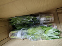 花行榜 觀(guān)音竹富貴竹水培植物花卉綠植 觀(guān)音竹+冬瓜玻璃瓶 2套源頭直發(fā) 曬單實(shí)拍圖