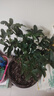 愛(ài)優(yōu)尚桂花樹(shù)苗四季桂盆栽可食用開(kāi)花香室內外陽(yáng)臺客廳羅馬盆源頭直發(fā) 曬單實(shí)拍圖
