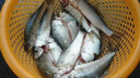 漁上岸釣魚(yú)小藥野釣黑坑通殺鯽鯉草青魚(yú)羅非誘食餌料開(kāi)口劑添加劑 一瓶裝【多買(mǎi)多送】 曬單實(shí)拍圖