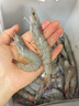 鯨口大開(kāi)【青島蝦】超大蝦新鮮大蝦冷凍鮮活青島大蝦批發(fā)整箱基圍蝦青蝦 15-17厘米鮮蝦速凍 3斤(凈重) 曬單實(shí)拍圖