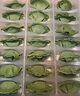 三全兒童水餃蝦仁玉米+三文魚(yú)嫩青菜300g*2 早餐果蔬和面兒童速食食品 曬單實(shí)拍圖