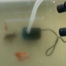 徹朗魚(yú)缸水泵超靜音底吸泵魚(yú)缸潛水循環(huán)水泵家用抽水泵 18W靜音水泵【1200L/H】 曬單實(shí)拍圖