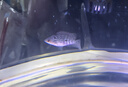 鴻運當頭羅漢魚(yú)進(jìn)口魚(yú)苗高起頭爆頭率泰國金花爆頭熱帶觀(guān)賞魚(yú) 火鳳羅漢苗未起頭2-3cm*2條 曬單實(shí)拍圖