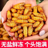 金絲蠶蛹鮮活新鮮冷凍山東特產(chǎn)黃金蟬蛹油炸小桑蠶蛹商用燒烤 金絲蠶蛹2斤 曬單實(shí)拍圖