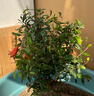 石榴花盆栽果樹(shù)苗帶果觀(guān)賞可食用室內陽(yáng)臺四季開(kāi)綠植盆景花卉旺宅 花石榴原盆土5年30-40cm高 含盆 曬單實(shí)拍圖