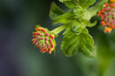 騰龍（Tamron）F072S 90mm F2.8 Di III MACRO VXD定焦微距鏡頭 人像昆蟲(chóng)花草口腔 全畫(huà)幅微單鏡頭(索尼全幅E口) 曬單實(shí)拍圖