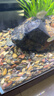 松寶（松寶）魚(yú)缸底砂溪流石魚(yú)缸造景底砂沙子天然河沙溪流石頭2.5kg 曬單實(shí)拍圖