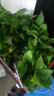 雙盟綠蘿盆栽除甲醛花卉綠植辦公室新房?jì)艋諝?10豎紋盆8盆源頭直發(fā) 曬單實(shí)拍圖