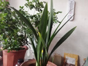 蘭花苗盆栽墨蘭建蘭惠蘭四季開(kāi)花好養濃香型客廳室內觀(guān)賞花卉綠植 2【富山奇蝶】 3苗連體【送肥】明年開(kāi)花 曬單實(shí)拍圖