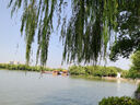 溫氏 天露土烏雞2斤 元氣滿(mǎn)滿(mǎn) 七黑標準土烏雞整雞 冷凍 養生湯 曬單實(shí)拍圖