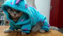 阿莫爾貓咪衣服可愛(ài)搞怪四腳衣秋冬款保暖布偶狗狗泰迪小恐龍變身裝加厚 扎染小恐龍 XS 曬單實(shí)拍圖