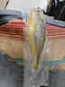 三都港 寧德鮮凍原條黃花魚(yú)凈重2斤/2條 寧德大黃魚(yú) 生鮮 中秋 曬單實(shí)拍圖